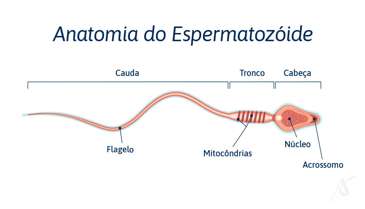 Teste de fragmentação do DNA espermático