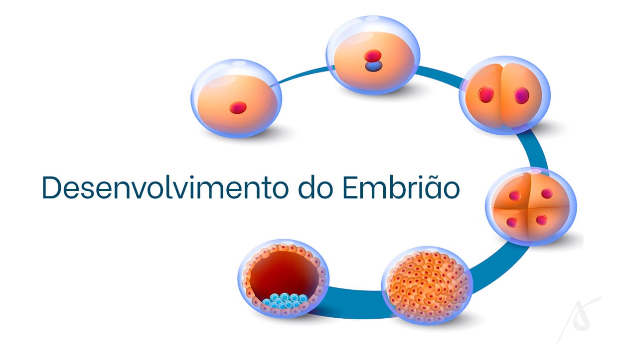 Transferência de blastocisto